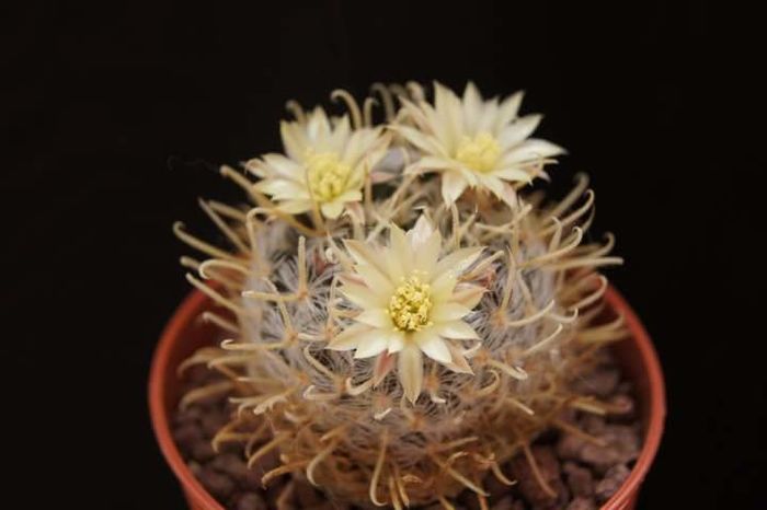 Mammillaria duwei nana - Mammillaria2009-2010