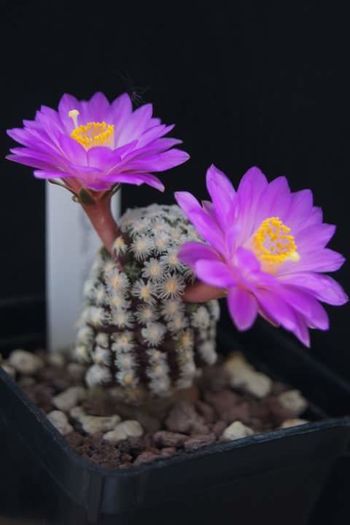 Mammillaria teresae