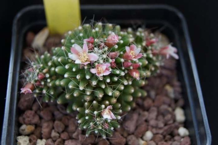 Mammillaria crinita mostruosa - Mammillaria2009-2010