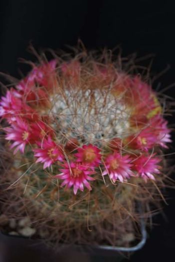 Mammillaria rekoi leptachanta - Mammillaria2009-2010