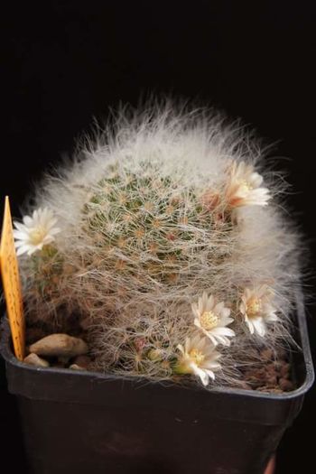 Mammillaria sheinveriana - Mammillaria2009-2010