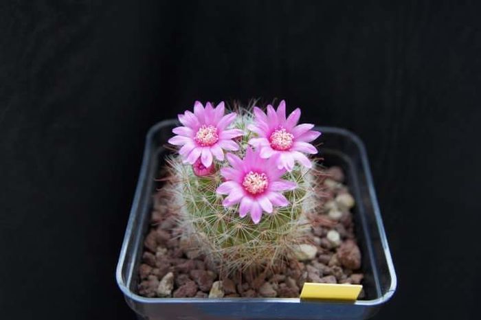 Mammillaria zeilmanniana