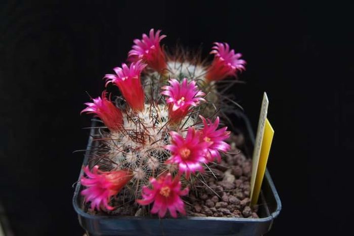 Mammillaria krasukae