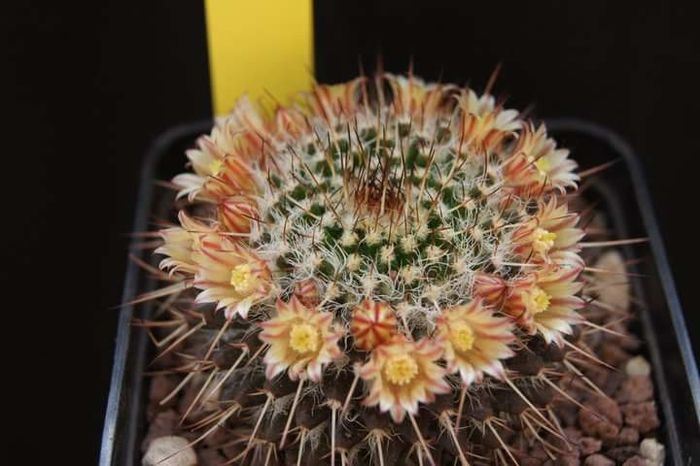 Mammillaria karwinskiana - Mammillaria2009-2010