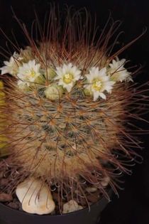 Mammillaria moelleriana - Mammillaria2009-2010