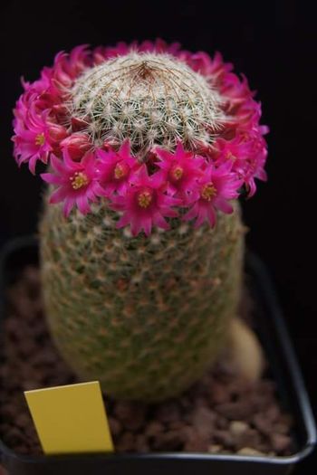 Mammillaria matudae