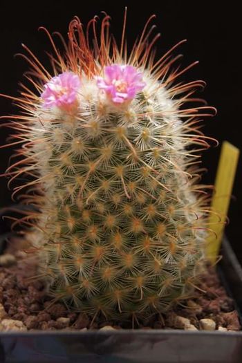 Mammillaria bombycina - Mammillaria2009-2010