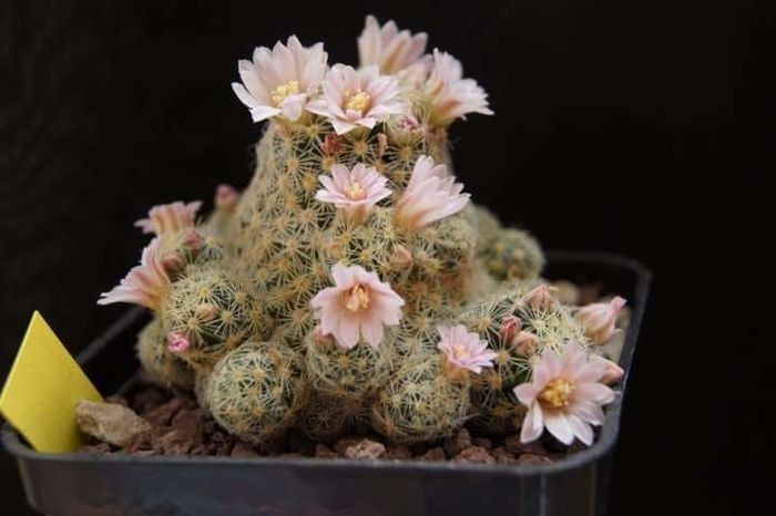 Mammillaria giselae - Mammillaria2009-2010