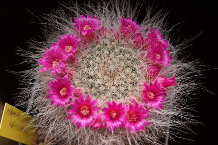 IMG_1492618530276 - Mammillaria2009-2010