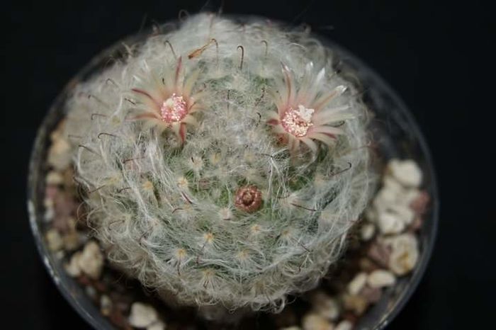 Mammillaria glasii; MAMMILLARIA GLASII
