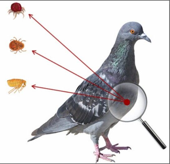 Paraziți externi - 7    Boli si tratamente la porumbei