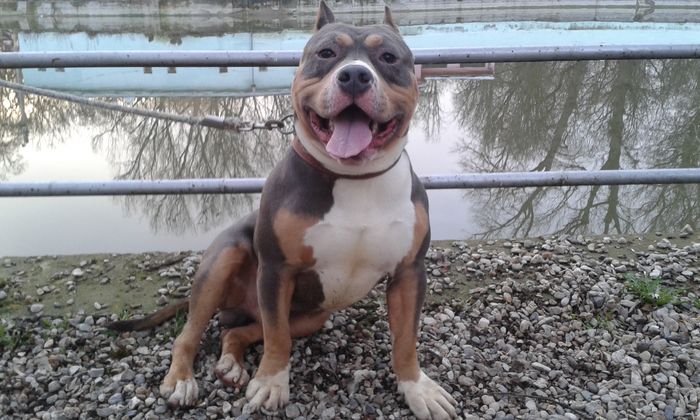 1 an si 4 luni - PITBULL BOLIO Tricolor blue mascul