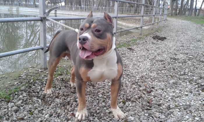 20160227_173133 - PITBULL BOLIO Tricolor blue mascul