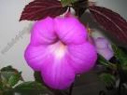 achimenes  hilda michelson; achimenes hilda michelson
