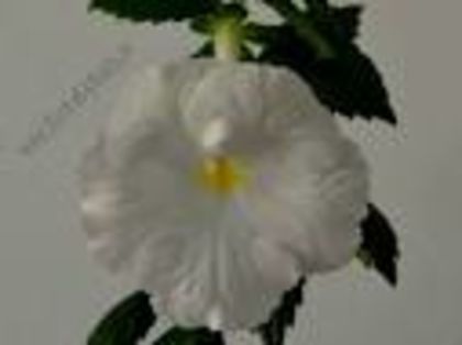 achimenes white; achimenes white
