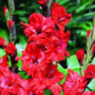 gladiole fire ruffle - 2016 ACHIZITII