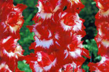 gladiole sparkler; gladiole sparkler
