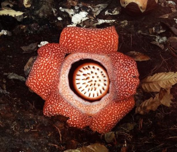 Semillas de flores 4ron/buc - AAA DE VANZARE SEMINTE FLORI RARE o noua transa