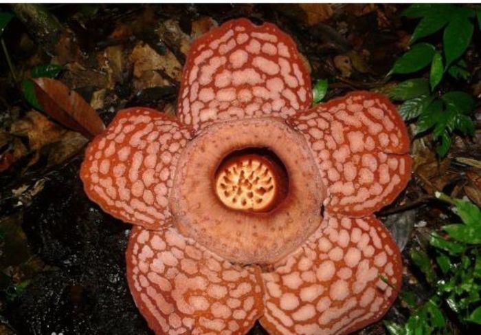 Semillas de flores 4ron/buc - AAA DE VANZARE SEMINTE FLORI RARE o noua transa