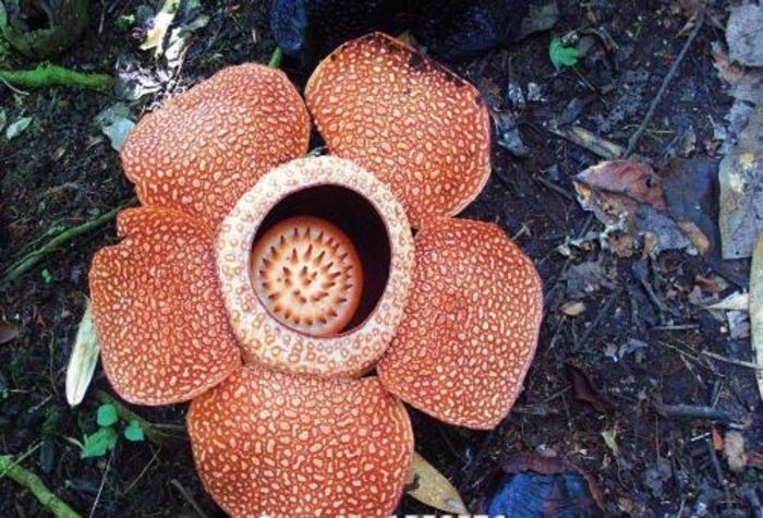 Semillas de flores 4ron/buc - AAA DE VANZARE SEMINTE FLORI RARE o noua transa