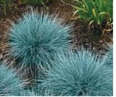 Fesnea Glauca 1ron/buc - AAA DE VANZARE SEMINTE FLORI RARE o noua transa