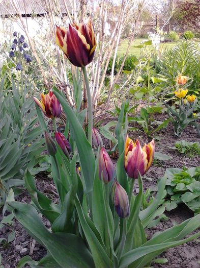 Picture 054 - Primavara 2015