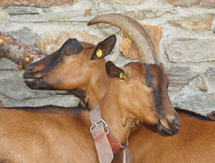 Alpinele surori-k5 - Rase de oi si capre poze deosebite 10