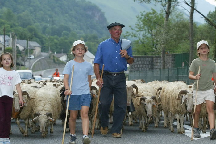 Bunicul cu nepotii cu oile - Rase de oi si capre poze deosebite 10
