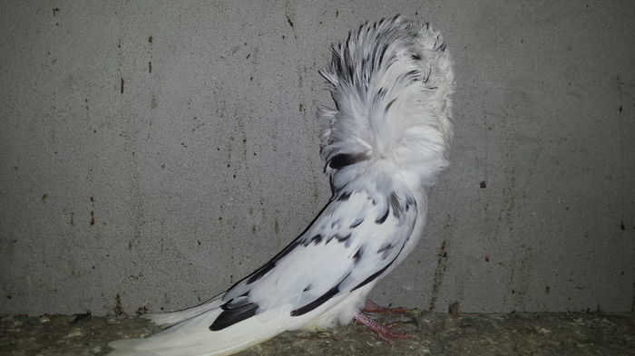 104986586 - PORUMBEI VANDUTI