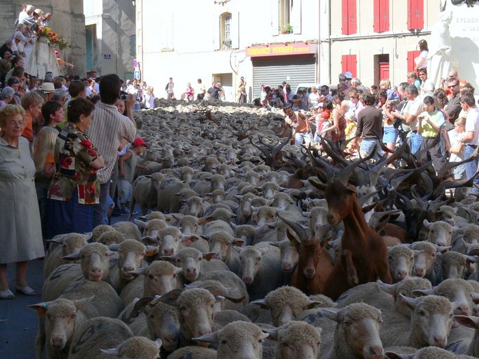 Oi si capre in turma-7uh - Rase de oi si capre poze deosebite 10