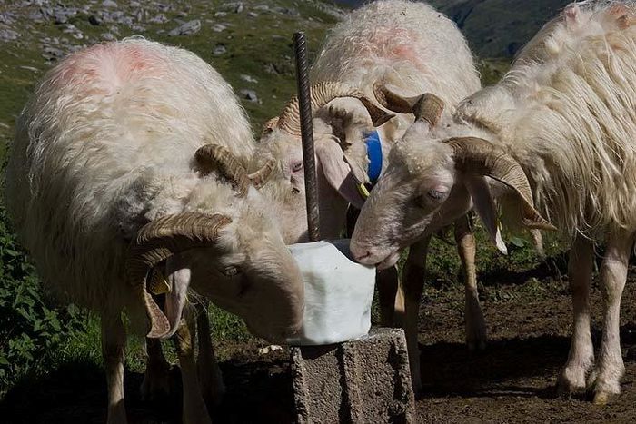 Oitele la sare la lins - Rase de oi si capre poze deosebite 10