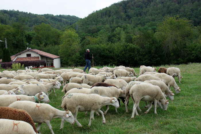 Pastorul francez - Rase de oi si capre poze deosebite 10