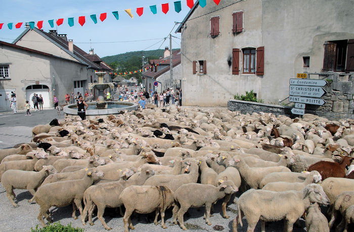 Spre destinatie cu turma - Rase de oi si capre poze deosebite 10