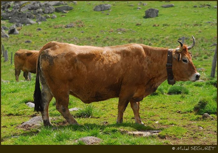 Vacile din rasa Aubrac la pascut-83es - Rase de oi si capre poze deosebite 10