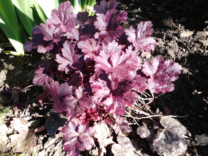 Picture 129 - Hosta-Heuchera-brunnera