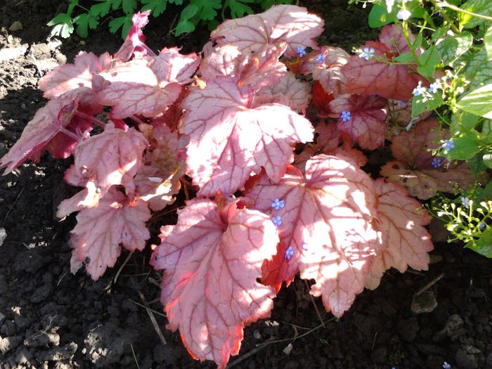 Picture 130 - Hosta-Heuchera-brunnera