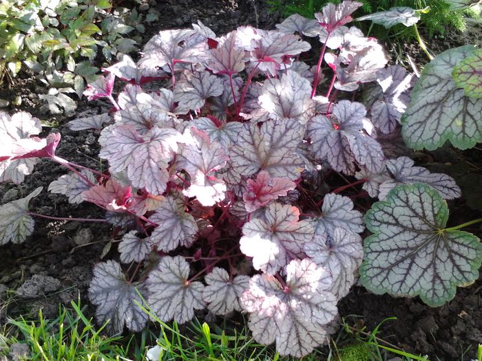 Picture 131 - Hosta-Heuchera-brunnera