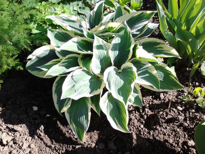 Picture 134; Hosta undulata Albomarginata
