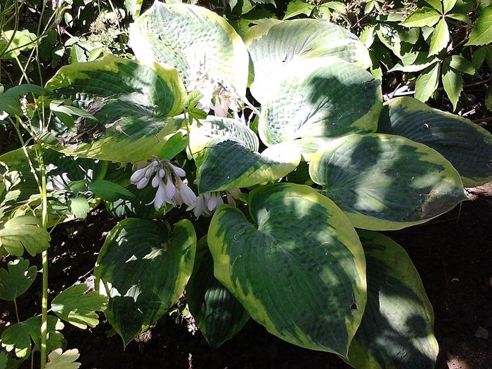 Picture 021 - Hosta-Heuchera-brunnera