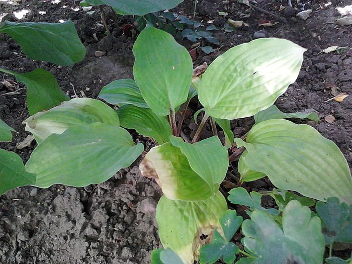 Picture 026 - Hosta-Heuchera-brunnera