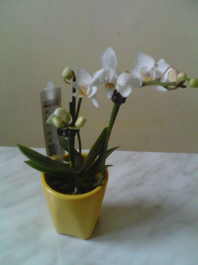 Mini Phalaenopsis - 2016
