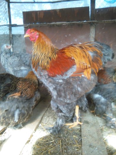 IMG_20160228_114836; B. Potarnichiu pe Albastru 2015
