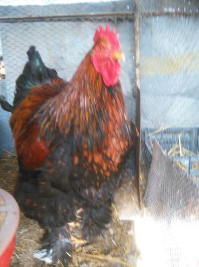 IMG_20160228_115041; Cochin Urias Potarnichiu 2014
