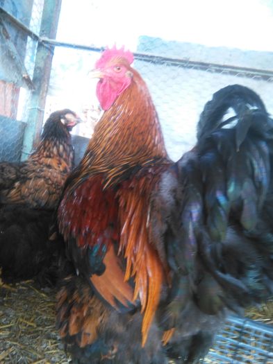 IMG_20160228_115057; Cochin Urias Potarnichiu 2014
