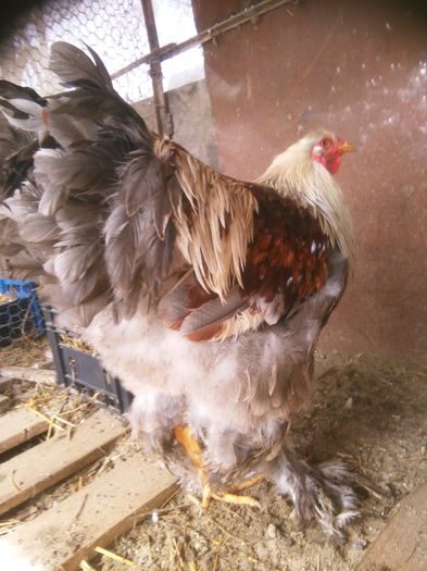 IMG_20160228_115808; B.Silver 2015
