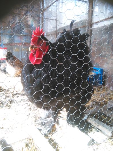 IMG_20160228_115834; Cochinchina Urias Negru 2015
