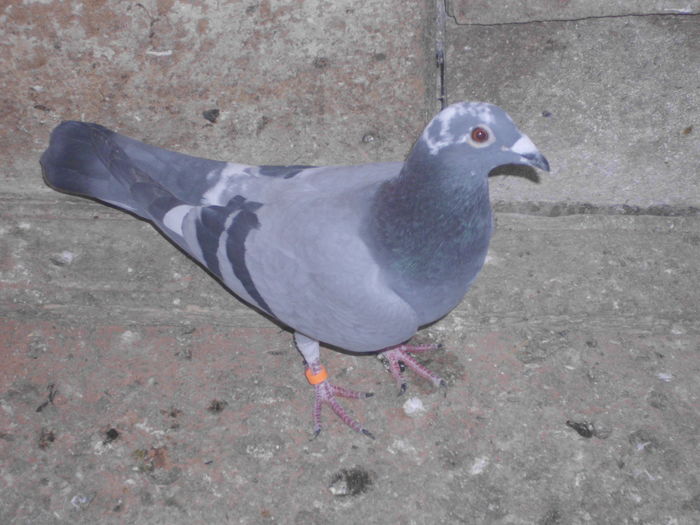 IMG_1263; F 2015 ochi rosu
