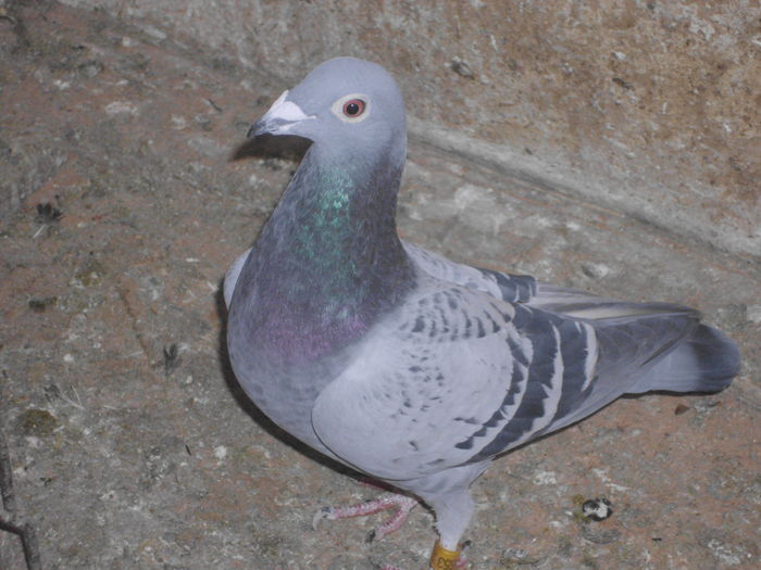 IMG_1256; F2014 guta ochi alb
