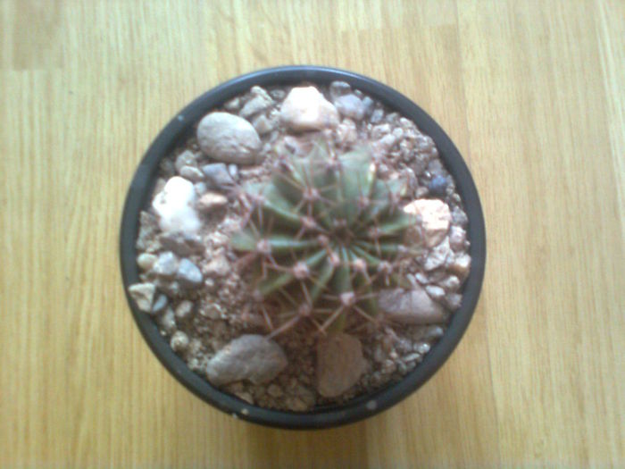 ECHINOPSIS OXIGONA ROZ; Multumesc frumos, Hapy
