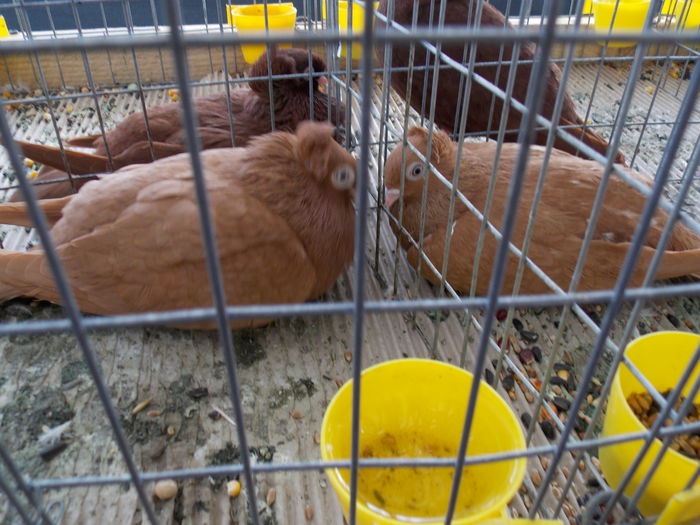 DSCN1262 - EXPO-2016-TARGU SECUIESC